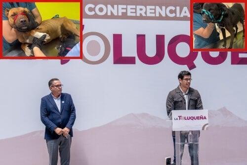 No tolerará Toluca el maltrato animal: Ricardo Moreno